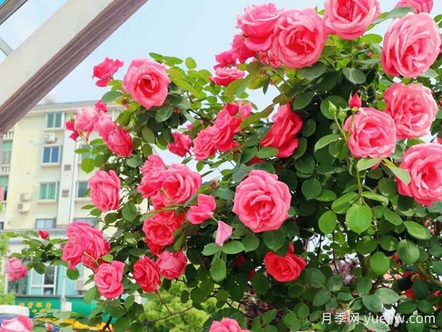 遂宁月季应用和景观图集(图1) 遂宁月季应用和月季景观(图1)