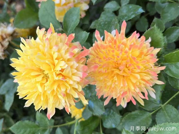 推荐4款欧月月季，颜值担当，抗病好养(图2)