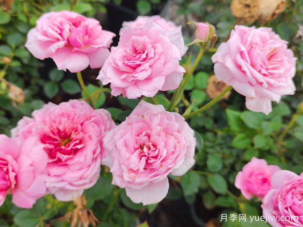 十种惊艳了时光的月季花,看看有没有你喜欢的!(图3) 十种惊艳了时光的月季花,看看有没有你喜欢的!(图3)