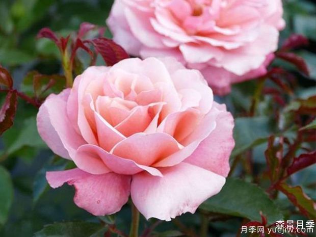 波提雪莉月季/波提切利月季(图2)