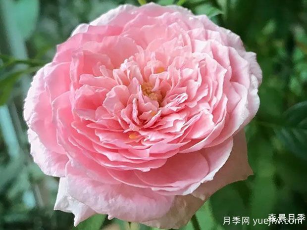 女人的遗产月季/传世芳华/传家宝夫人(图2)