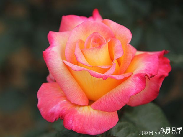 希腊之乡月季/希拉之香月季(图1)