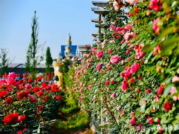 月季花墙/月季网片(图4)