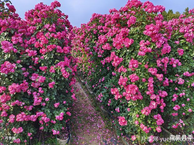 月季花墙/月季网片(图1)