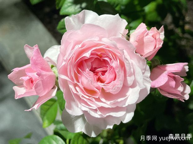 盈盈粉月季(图1)