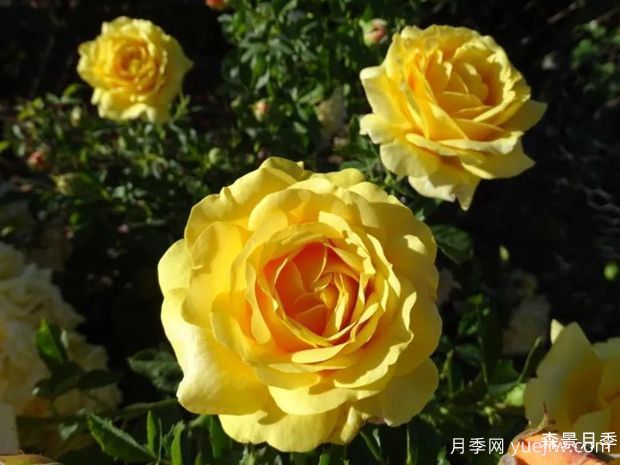 图珀洛蜂蜜月季/图波罗蜜(图1)