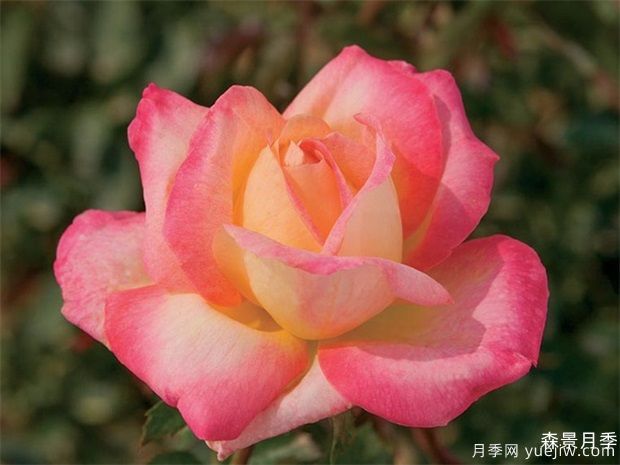 爱与和平月季(图2)