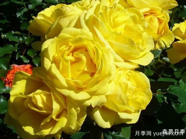 沙丘月季(图1)