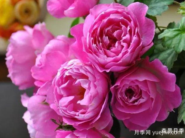 菲欧娜月季/菲奥拉月季(图1)