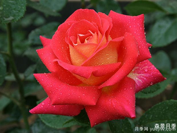 加里娃达月季(图1)