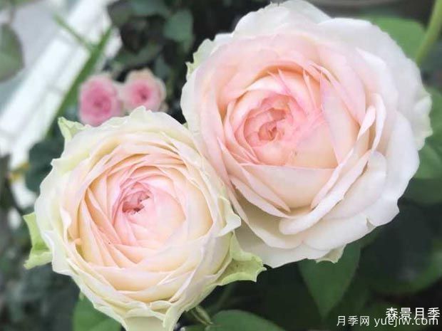 幻彩月季/白色铠甲月季(图3)