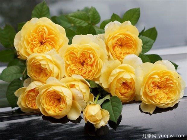 圣女贞德月季/贞德月季(图4)