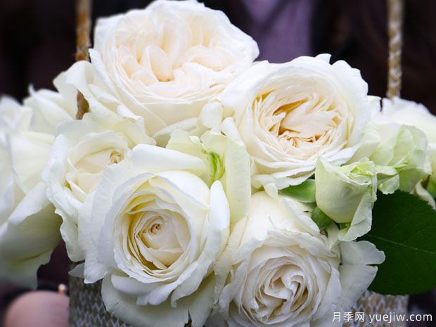 婚礼之路月季/伊芙婚礼之路月季(图3)