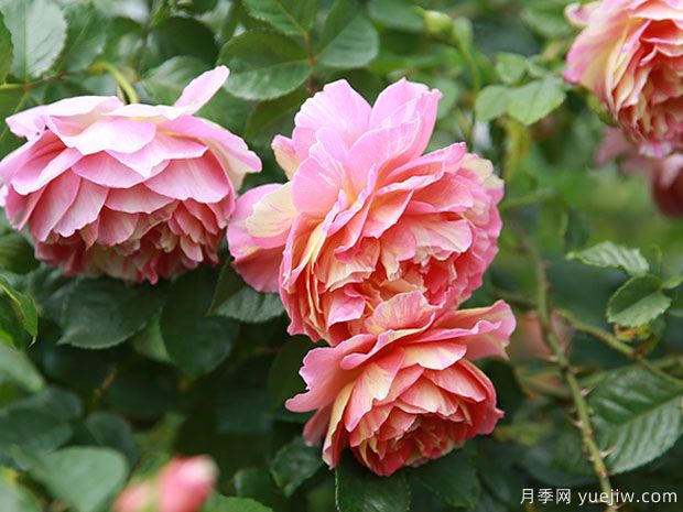 彩蝶月季(图2)