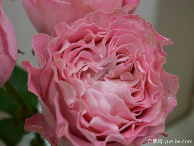 四樱月季/唯有樱花月季(图3)