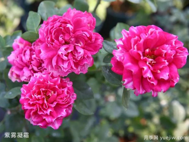 紫雾凝霜月季(图2)