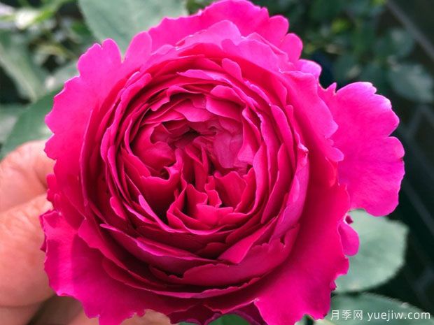 伊芙芳香花园月季/情迷芳香月季(图1)
