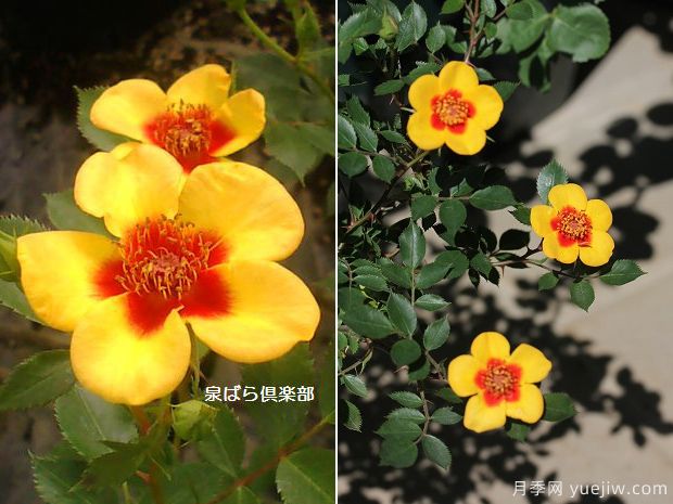阿富汗女孩月季(图2)