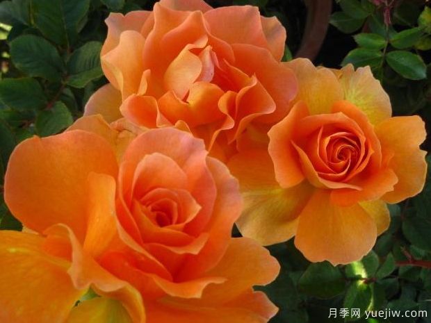 甜蜜香水月季/蜂蜜香水月季(图5)