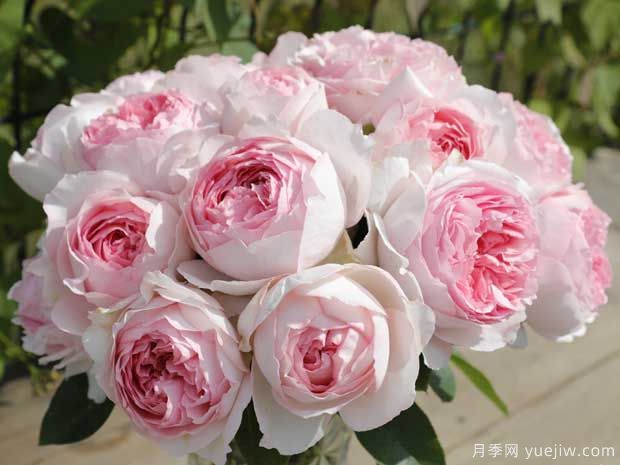 伊芙四号月季/四度芳香月季(图2)
