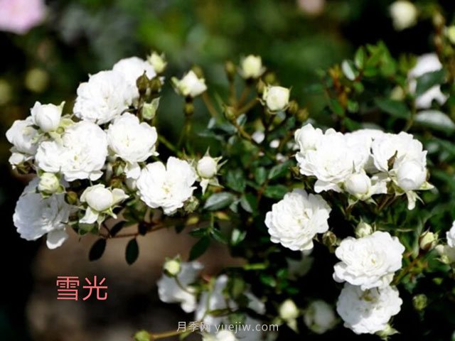 雪光月季(图1)