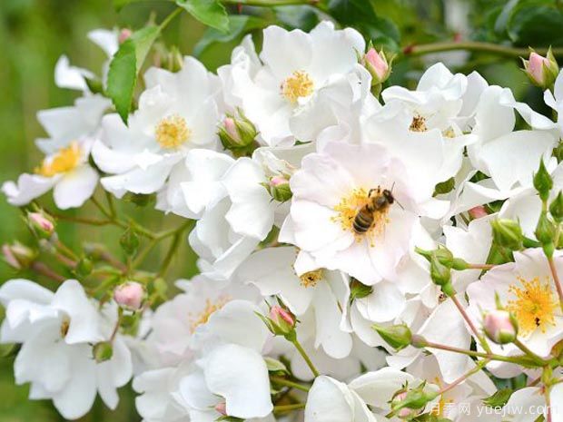 苹果花地毯月季(图1)