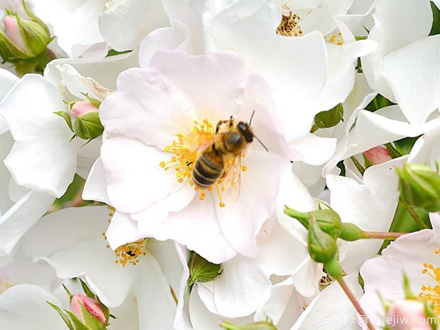 苹果花地毯月季(图2)