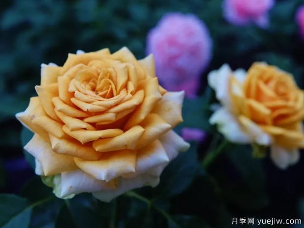 松之梦月季/松梦月季(图4)