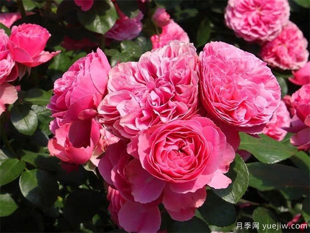 粉达月季/粉色达芬奇月季(图1)