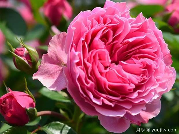粉达月季/粉色达芬奇月季(图2)