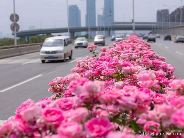 盆栽月季/盆花月季(图8)