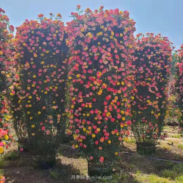 月季花柱(图2)