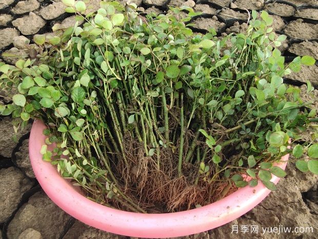 春季月季扦插正当时(图1) 春季月季扦插正当时(图1)