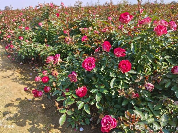 如何让月季长粗笋,就是这几个技巧(图1) 如何让月季长粗笋,就是这几个技巧(图1)