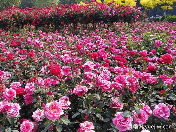 中国名花之月季文化(图2) 中国名花之月季文化(图2)