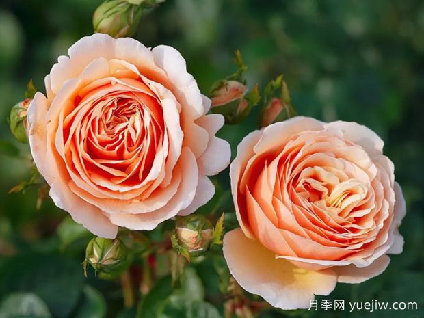 园艺必选，美艳芬芳的浓香月季品种大盘点(图4)