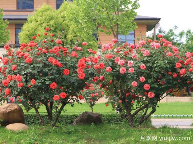 苗木生长跟不上?用这5招就能快速解决(图1) 苗木生长跟不上?用这5招就能快速解决(图1)