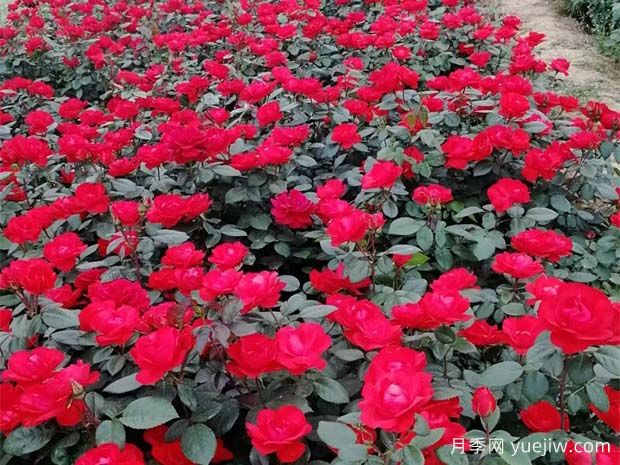 丰花月季开花机器,称霸园林绿化(图3) 丰花月季开花机器,称霸园林绿化(图3)