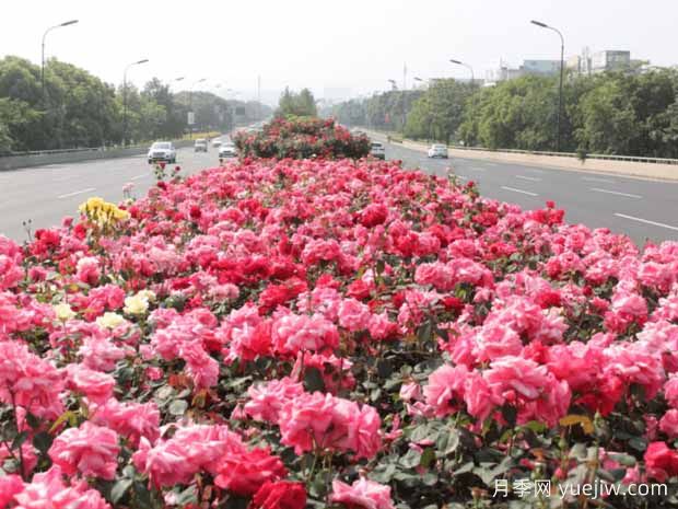 丰花月季开花机器,称霸园林绿化(图2) 丰花月季开花机器,称霸园林绿化(图2)