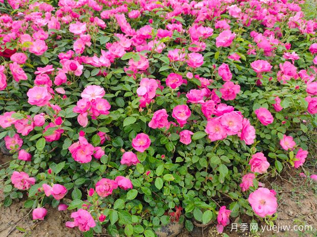 月季花如何栽培管理效果好？(图1)