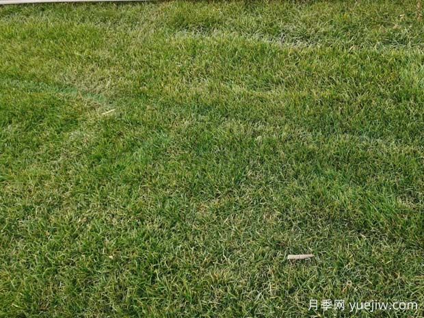黑麦草移栽多久成活?(图1) 黑麦草移栽多久成活?(图1)