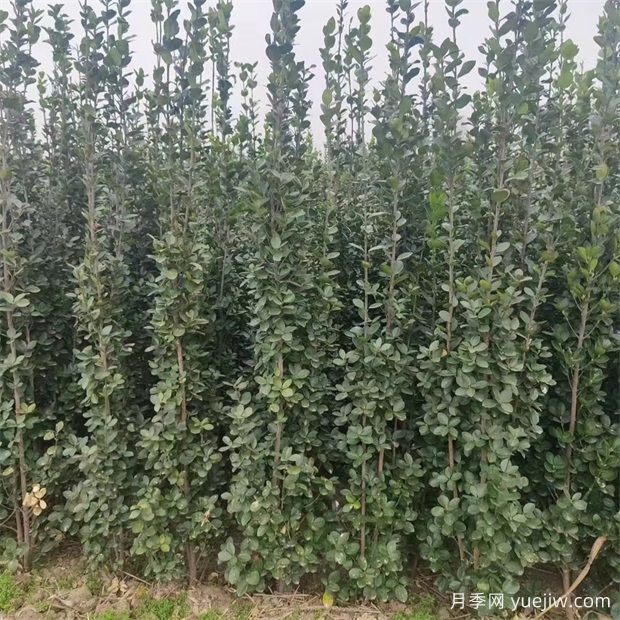 2米高北海道黄杨基地批发价格(图1)