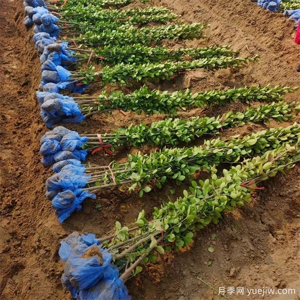 2米高北海道黄杨基地批发价格(图2)