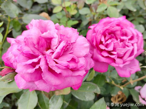 玫瑰是美丽的象征与生活的向往(图1) 玫瑰是美丽的象征与生活的向往(图1)