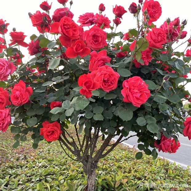 月季修剪大法,如何剪实现爆花美景(图1) 月季修剪大法,如何剪实现爆花美景(图1)