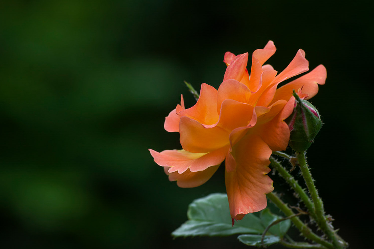 月季花盆景的管理方法(图2)