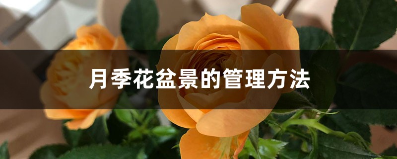 月季花盆景的管理方法(图1)