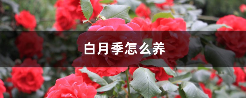 白月季怎么养(图1)