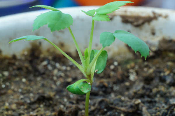 月季花种子怎么种？月季种植方法和时间(图2)