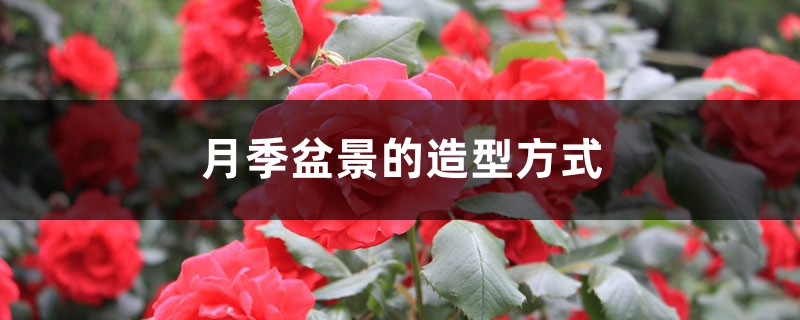 月季盆景的造型方式(图1)